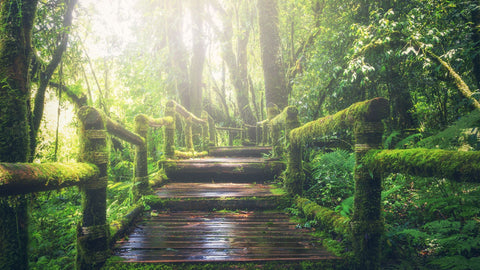 PPP #67: Specific steps to success